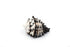 murex nigritis shell